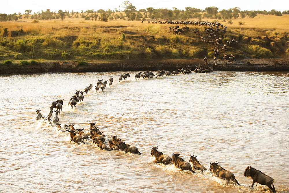 Large Group Of Wildebeest (Connochaetes Taurinus) Surges Across The Flooded Mara River In Serengeti National Park, Tanzania