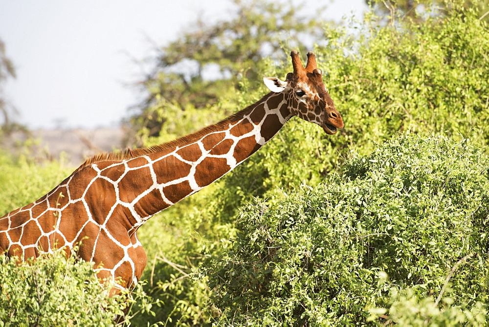 Close Up Of Head And Shoulders Of A Reticulated Giraffe (Giraffa Camelopardalis), Samburu National Reserve, Kenya