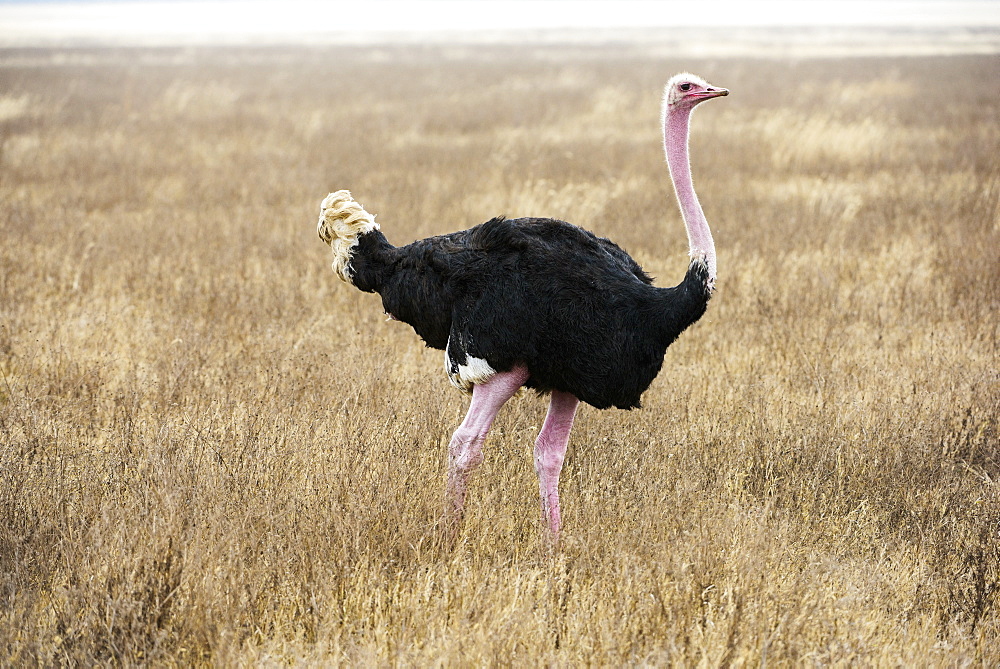 Male Common Ostrich (Struthio Camelus) In Breeding Plumage, Ngorongoro Crater, Tanzania