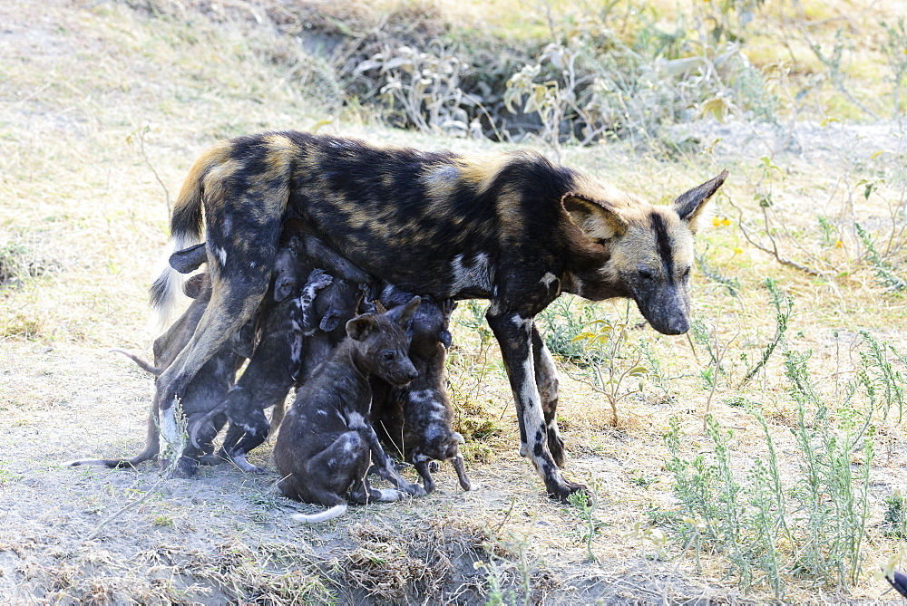 Wild Dog (Lycaon Pictus) Nursing Puppies, Ngorongoro Crater Conservation Area, Tanzania