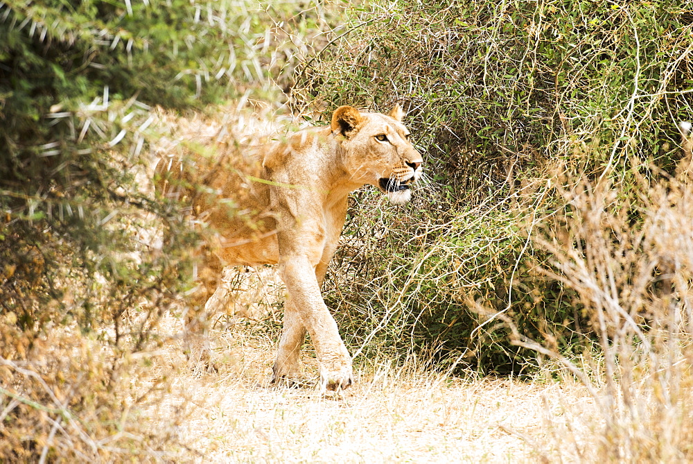 Lioness (Panthera Leo) Stalking Prey, Samburu National Reserve, Kenya