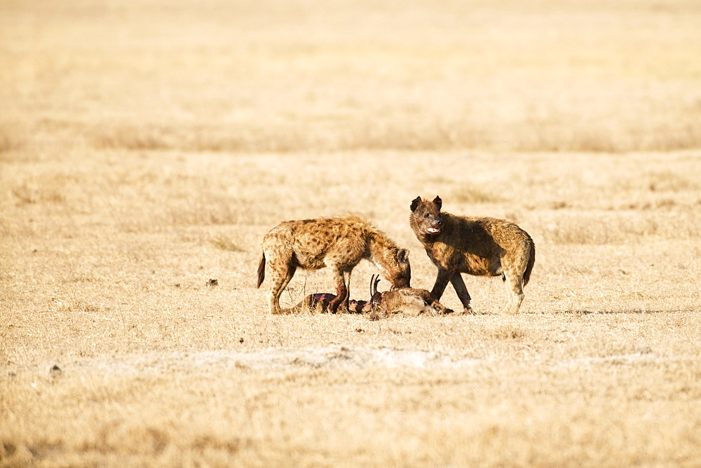 Two Spotted Hyenas (Crocuta Crocuta) Feeding On Carcass Of Another Spotted Hyena, Ngorongoro Crater, Tanzania