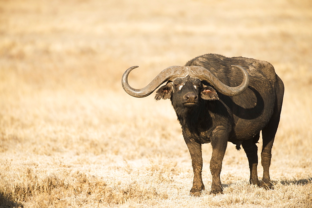 Large Cape Buffalo (Syncerus Caffer) Bull Standing In Dry Grass, Ngorongoro Crater, Tanzania