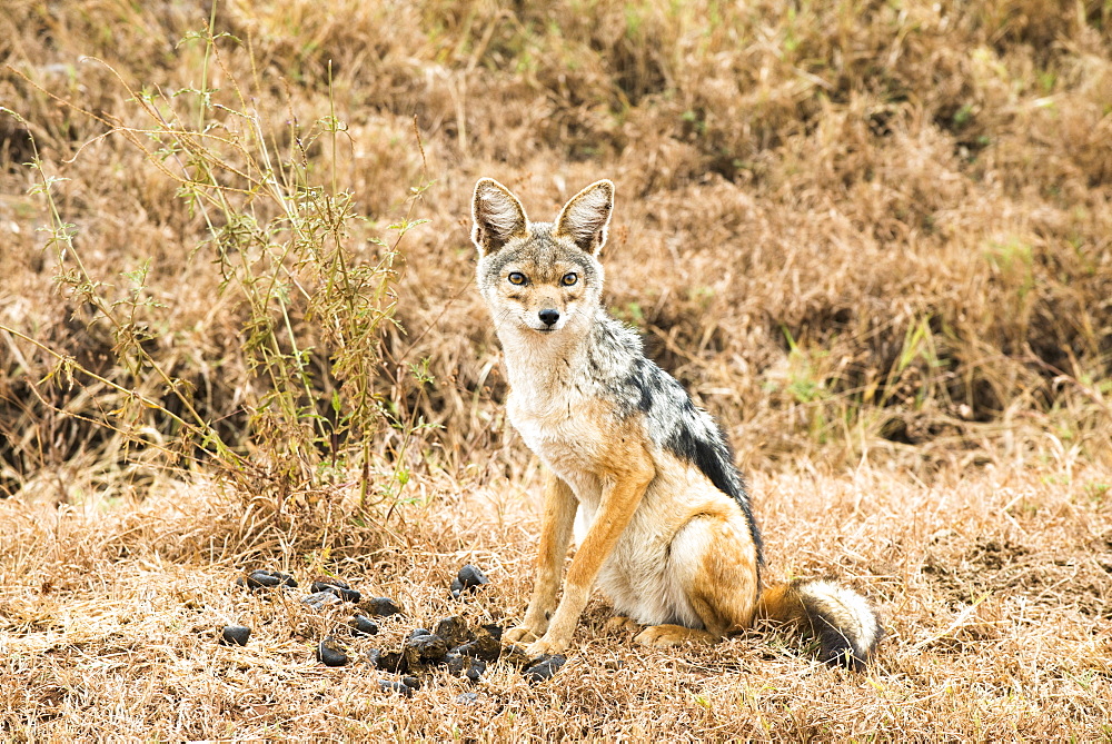 Black-Backed Jackal (Canis Mesomelas), Ngorongoro Crater, Tanzania