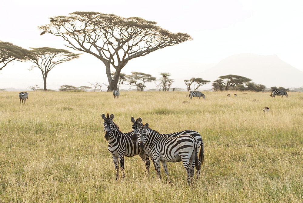 Common Zebras (Equus Quagga) Stand In Dry Season Savannah, Serengeti National Park, Tanzania