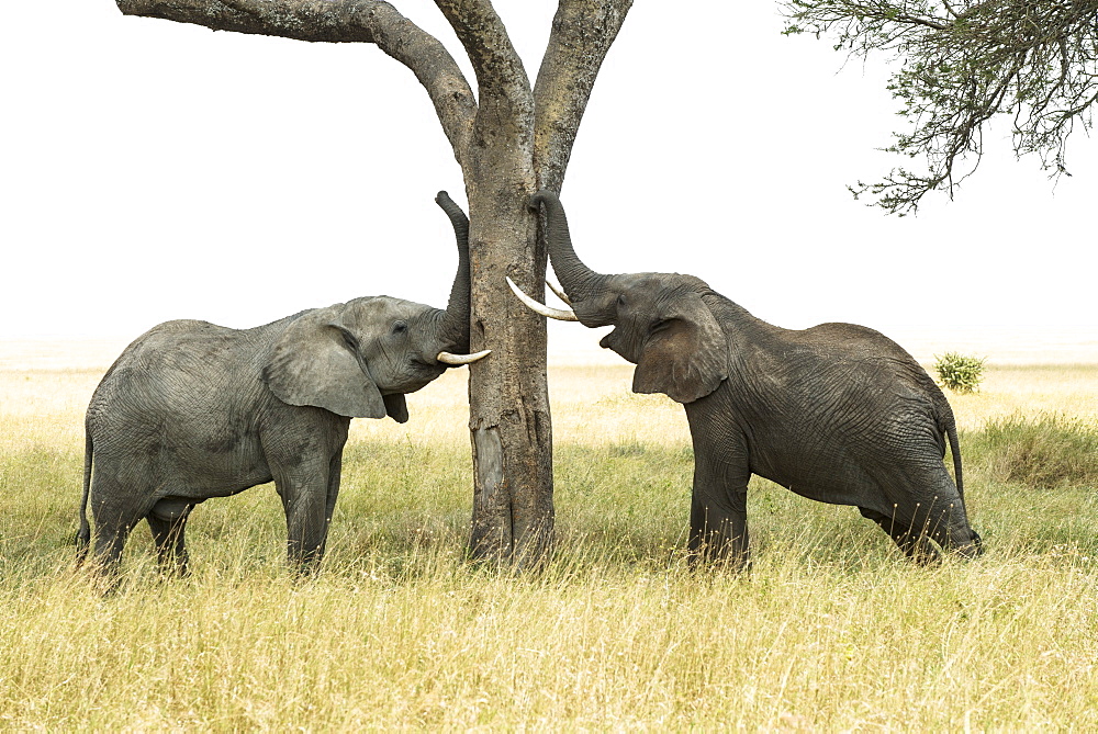 Young Bull African Elephants (Loxodonta Africana) Rub Trunks And Tusks Against Tree, Serengeti National Park, Tanzania