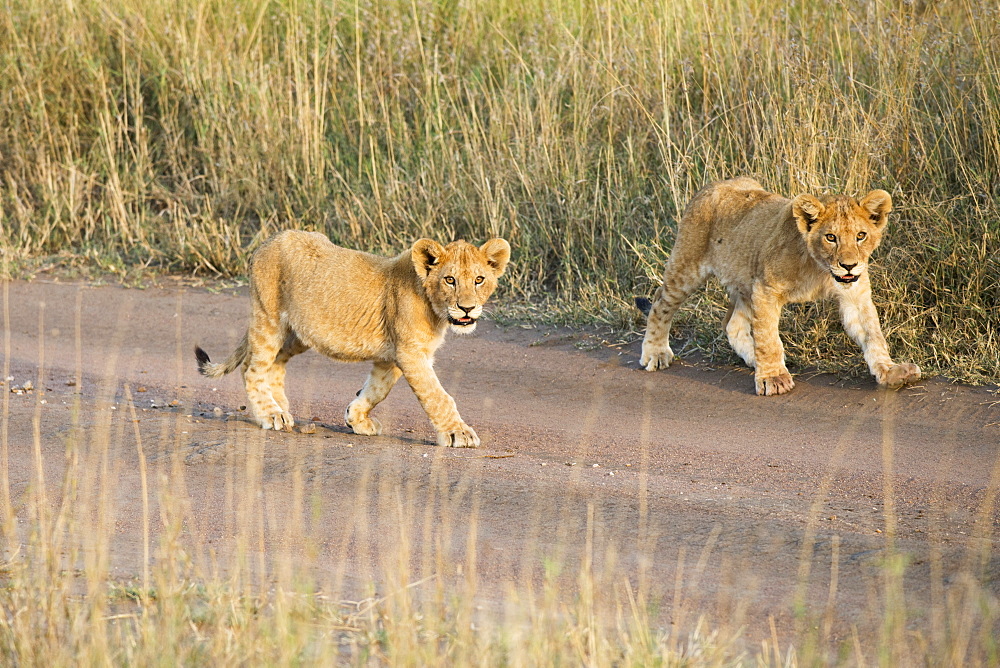 Two Small Lion (Panthera Leo) Cubs Walking Down Dirt Road, Serengeti National Park, Tanzania