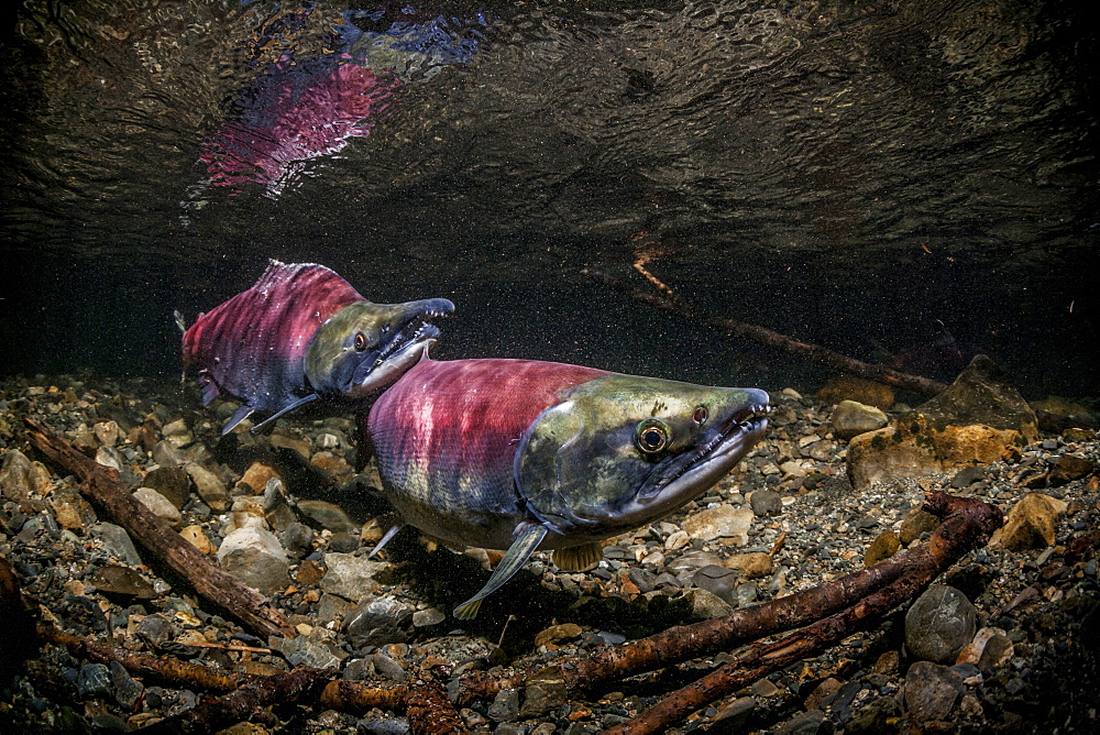 Sockeye Salmon (Oncorhynchus Nerka) Spawning Pair Positioned Over A Redd That Is Under Construction.