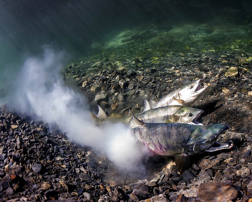 Chum Salmon (Oncorhynchus Keta) Spawning, Underwater View In An Alaskan Stream During Summer.