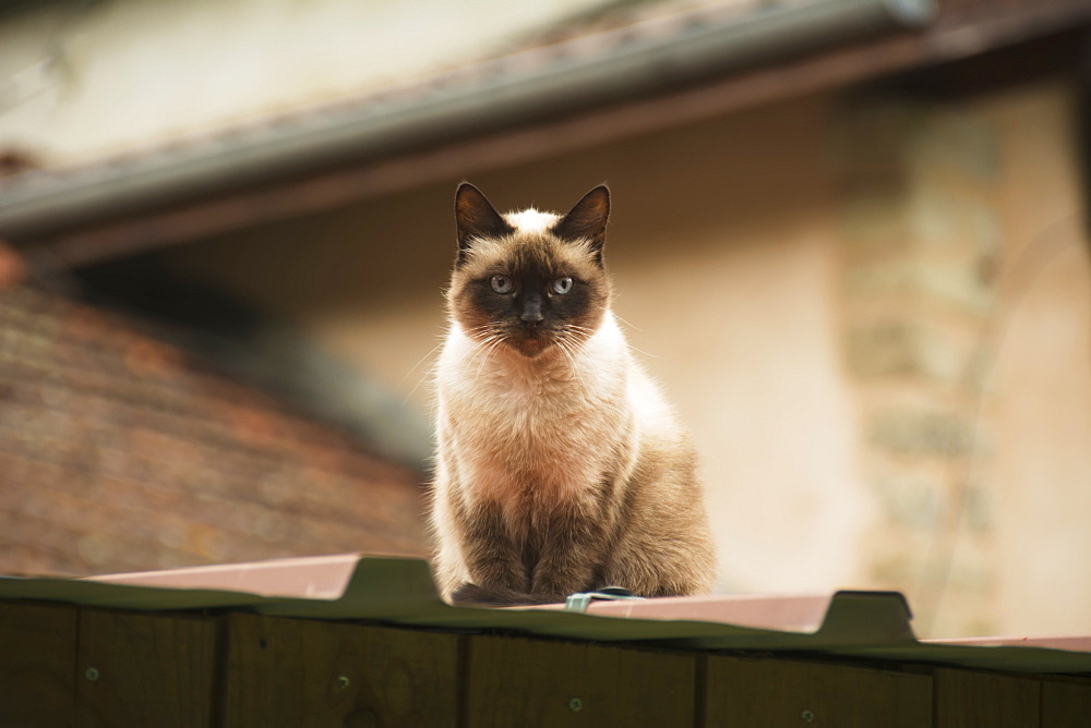 Cream And Black Cat Looks Down From A Roof, Paris, France