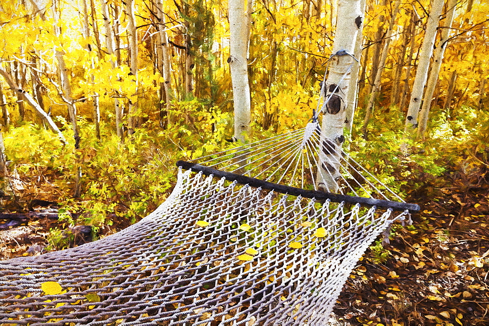 Classic Hammock Invites Visitors To Relax Among Aspen Trees In Bright Autumn Colors, Near Bishop, California, United States Of America