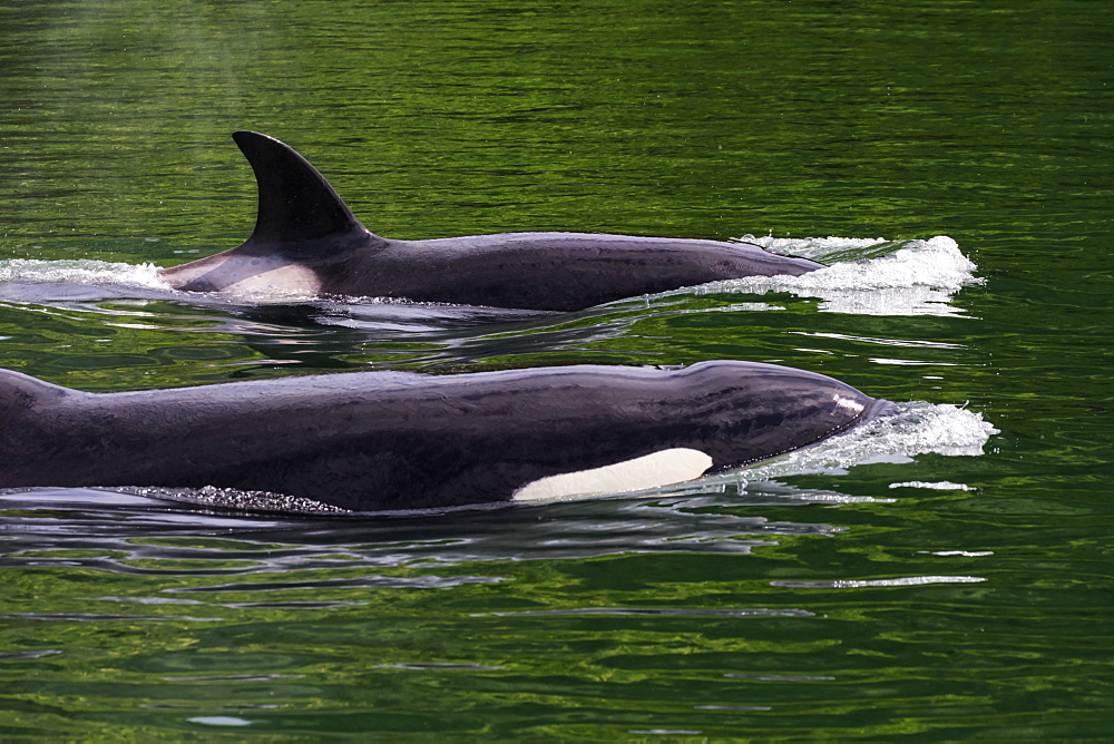 Two Killer Whales (Orcinus Orca) Swim Through The Channel, Kodiak, Alaska, United States Of America