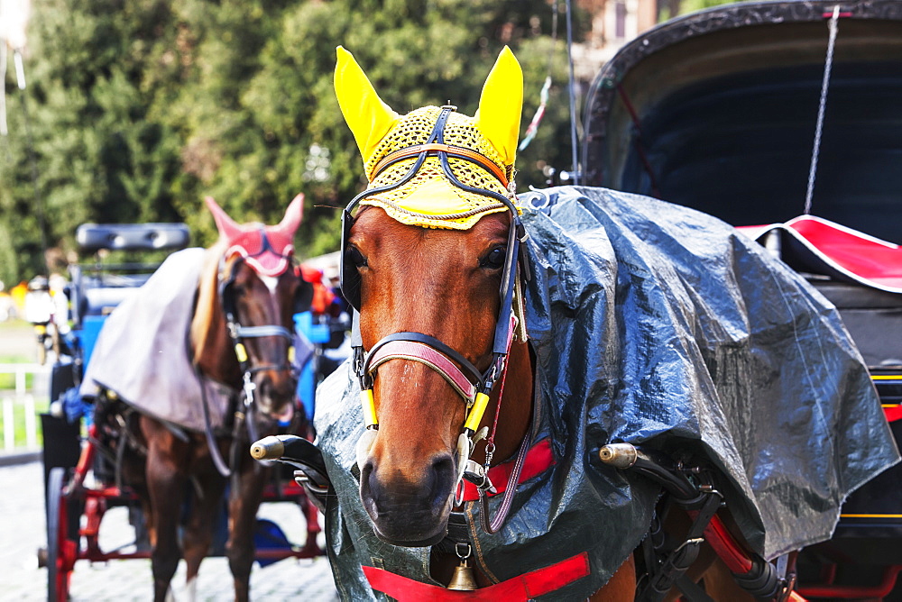 Decorated Horses Pulling Carriages, Rome, Italy