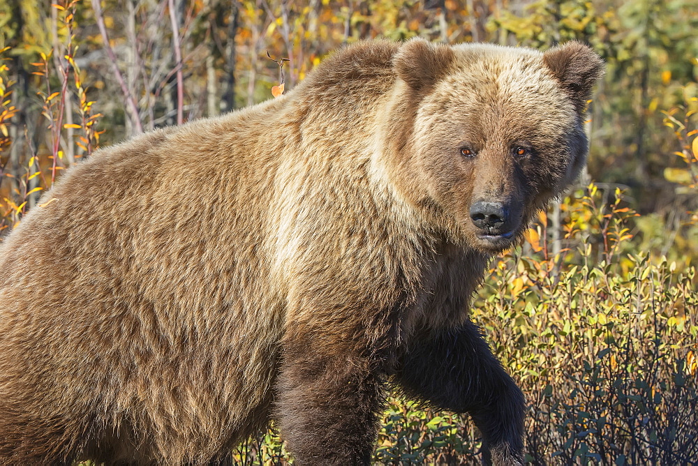 Grizzly Bear (Ursus Arctos) In Autumn Foliage Along The Dempster Highway, Yukon, Canada