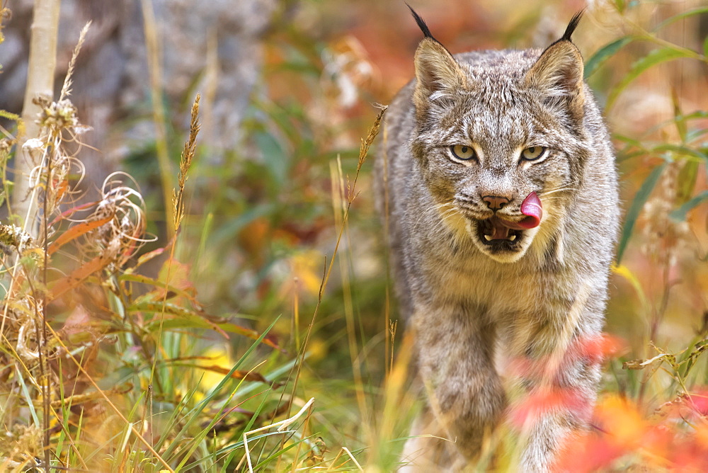 Canadian Lynx (Lynx Canadensis) Walking Through The Underbrush, Yukon, Canada