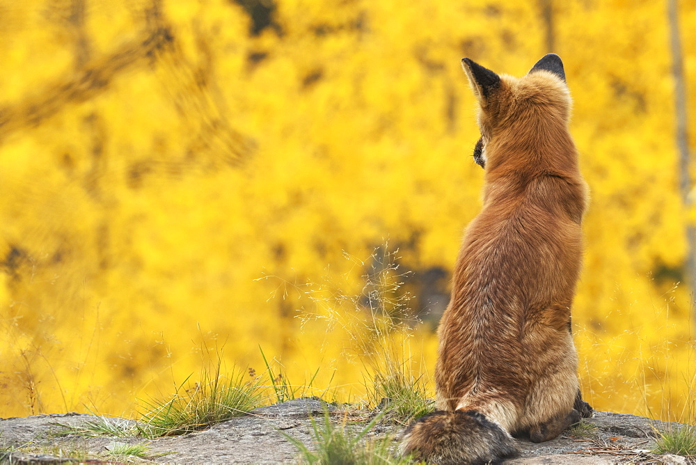 Red Fox (Vulpes Vulpes) Looking Out Over The Autumn Coloured Foliage, Yukon, Canada