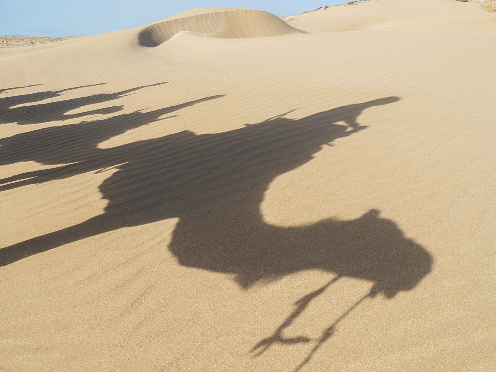 Shadows Of Camels And Tourists On A Beach Trek On The Sand, Essaourira, Morocco