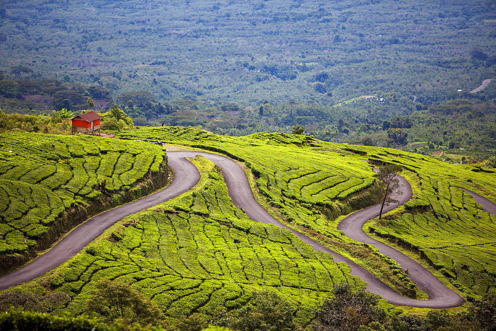 A Road Winds Through A Tea Plantation, Sumatra, Indonesia