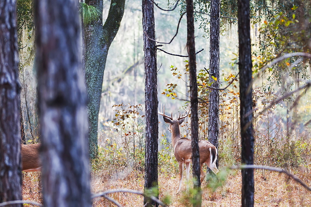 White-Tailed Buck (Odocoileus Virginianus) Watching In Pines, Reddick, Florida, United States Of America