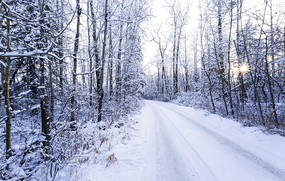 A Snow Covered Road With Tire Tracks And A Sunburst Through The Trees, Wetaskiwin, Alberta, Canada