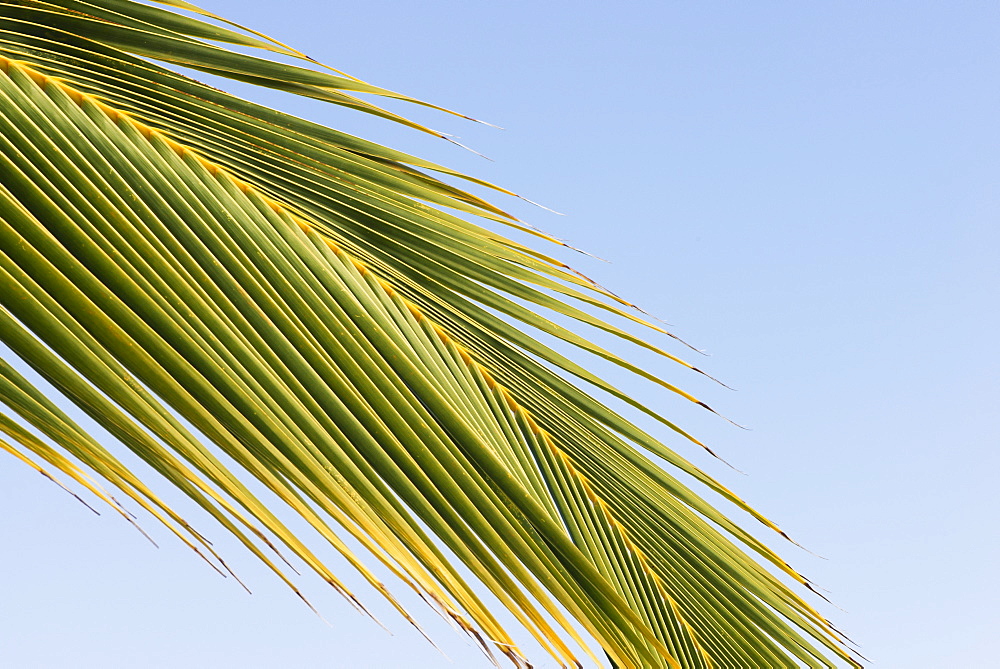 Low Angle View Of A Palm Leaf Against A Blue Sky, Waikaloa, Island Of Hawaii, Hawaii, United States Of America