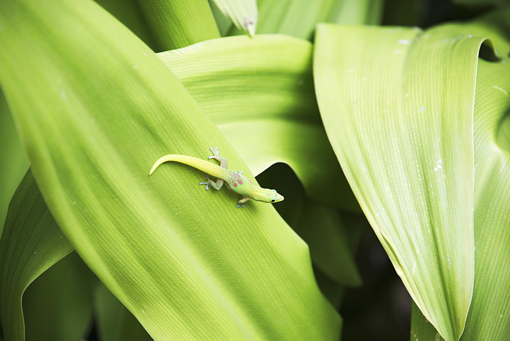 A Beautifully Coloured Gecko Is Almost Camouflaged On A Leaf, Kailua Kona, Island Of Hawaii, Hawaii, United States Of America