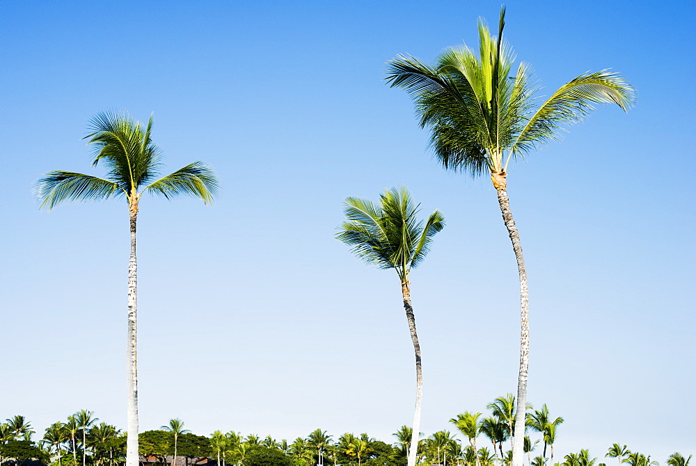 Palm Trees Over The Mauna Launi Golf Course, Mauna Launi, Island Of Hawaii, Hawaii, United States Of America