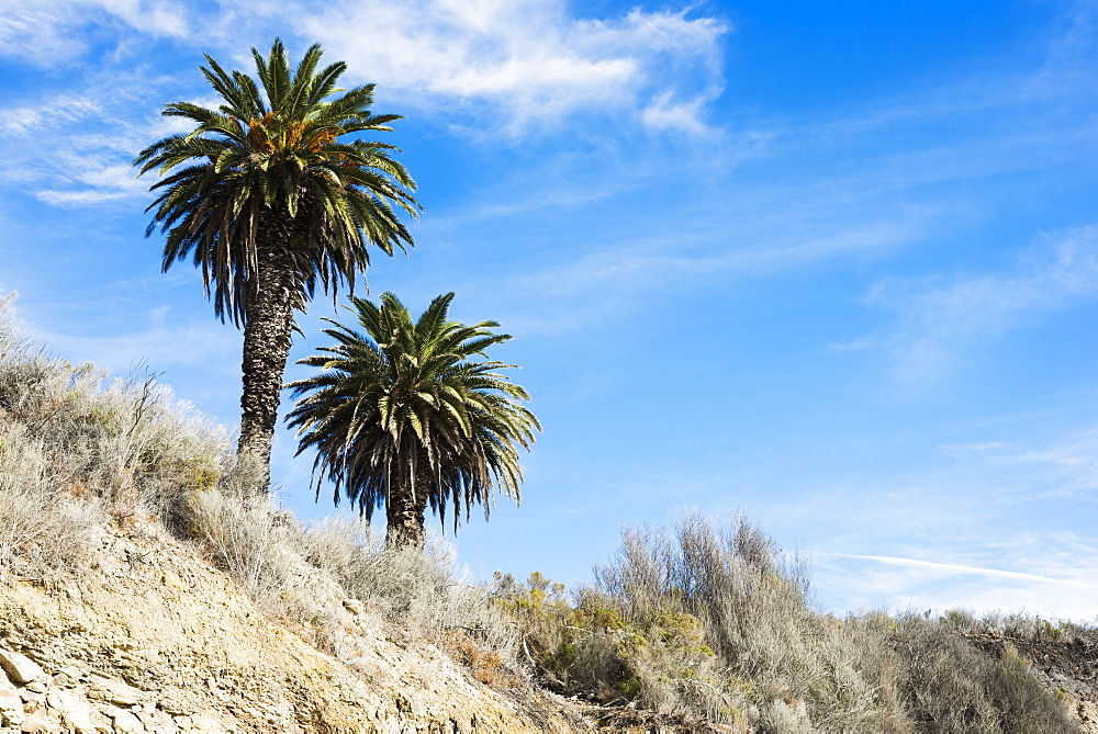 Beach Cliffs With Palm Trees, Near Santa Barbara, California, United States Of America