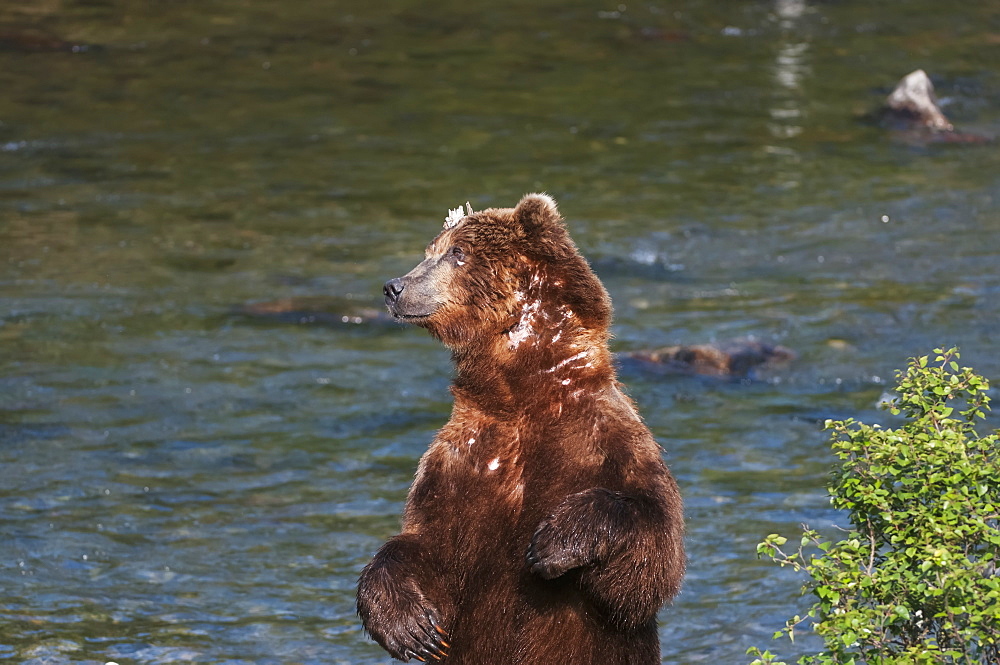 A Scarred Brown Bear Stands To Scratch His Back Alongside Brooks River, Southwest Alaska, Summer