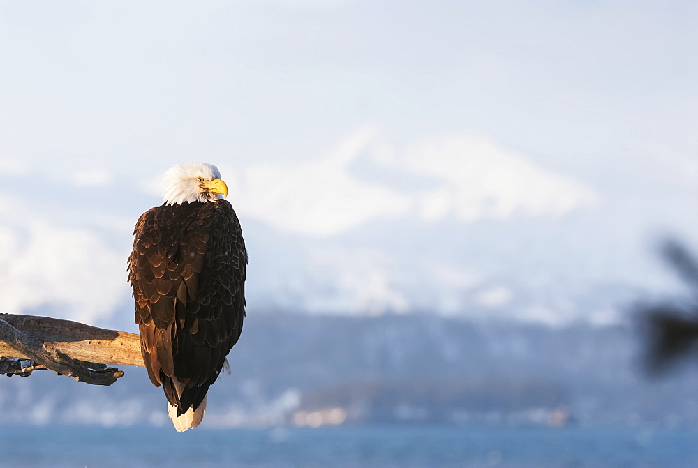 Alaskan Bald Eagle At 25 Below Huddles In His Feathers In A 30 Knot Wind, Alaska, Winter