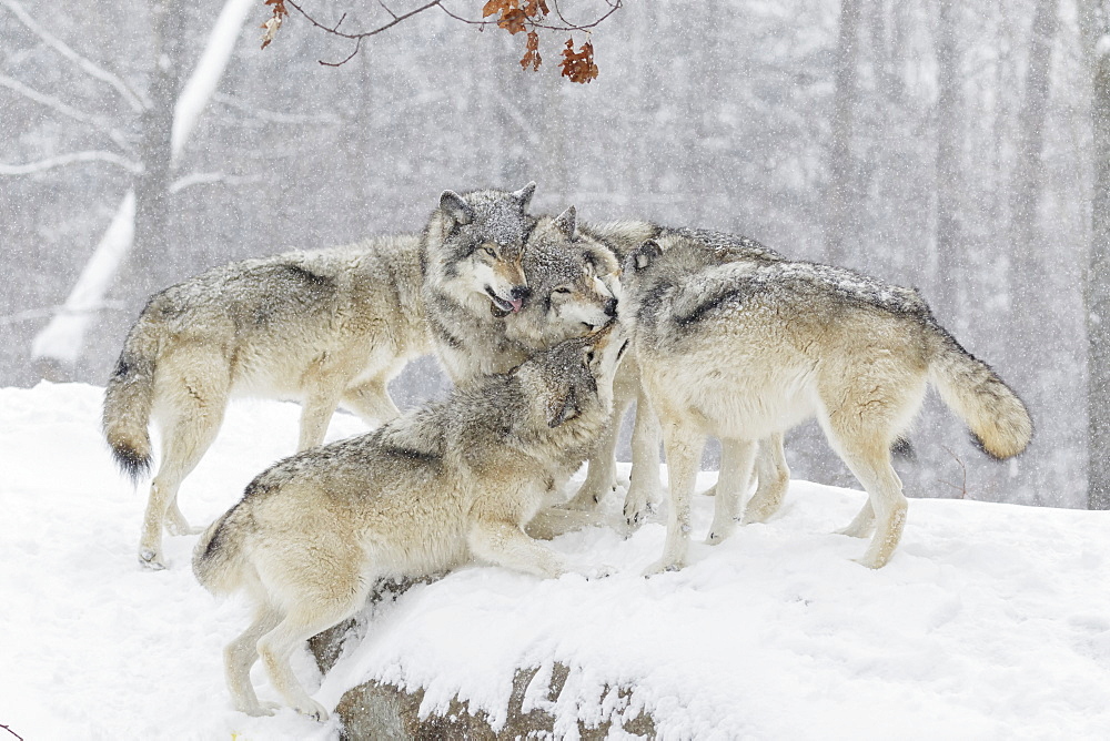 Wolf Pack (Canis Lupus) Having Some Fun Time Together In The Snow, Montebello, Quebec, Canada