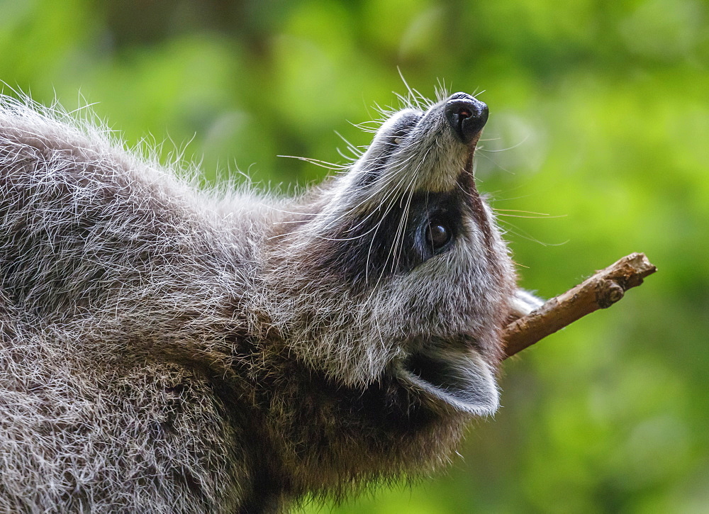 Raccoon Relaxing On His Back, Montreal, Quebec, Canada