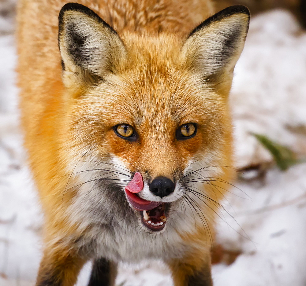 Red Fox (Vulpes Vulpes) Mother Being Playful, Montreal, Quebec, Canada