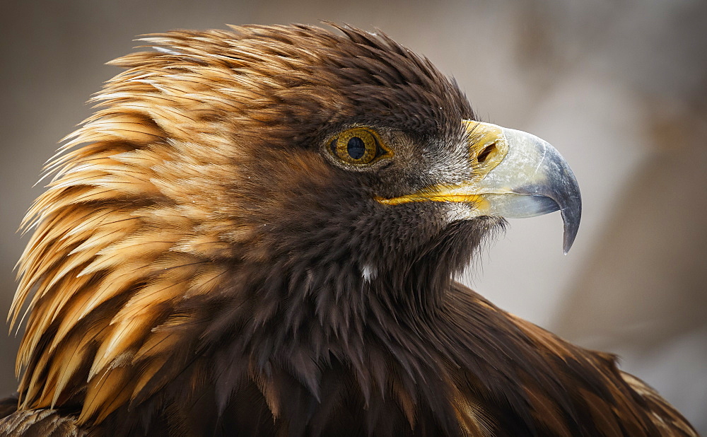 Golden Eagle (Aquila Chrysaetos) Portrait, Montreal, Quebec, Canada