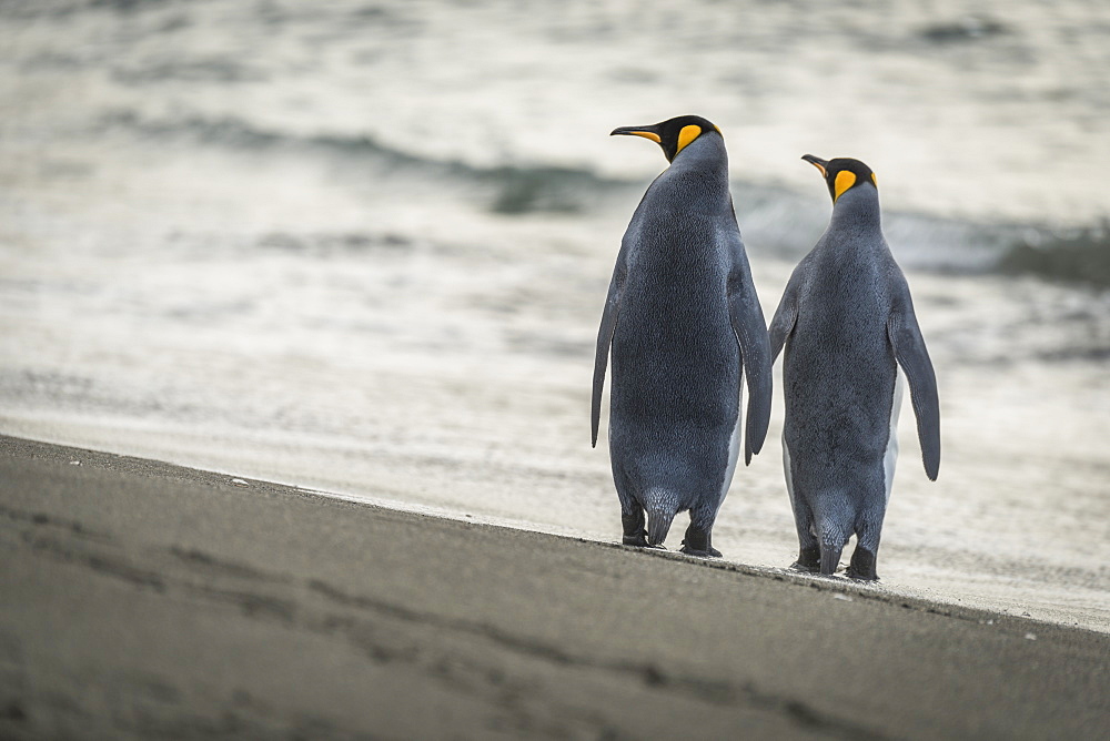 Two King Penguins (Aptenodytes Patagonicus) Are Walking Along A Sandy Beach By The Edge Of The Water, Antarctica