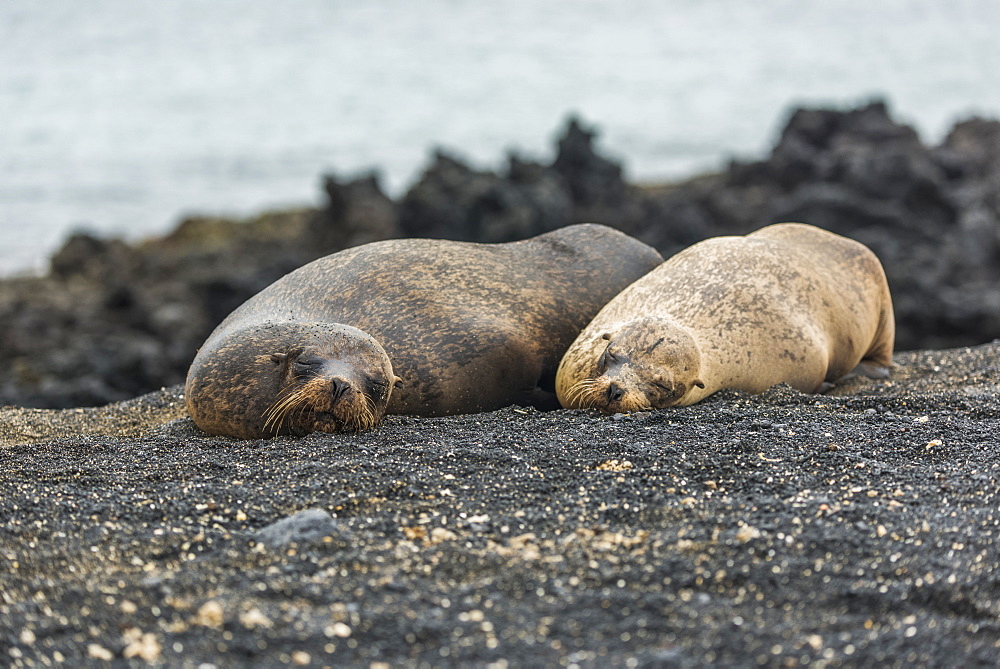 Two Galapagos Sea Lions (Zalophus Wollebacki) Asleep On Beach, Galapagos Islands, Ecuador