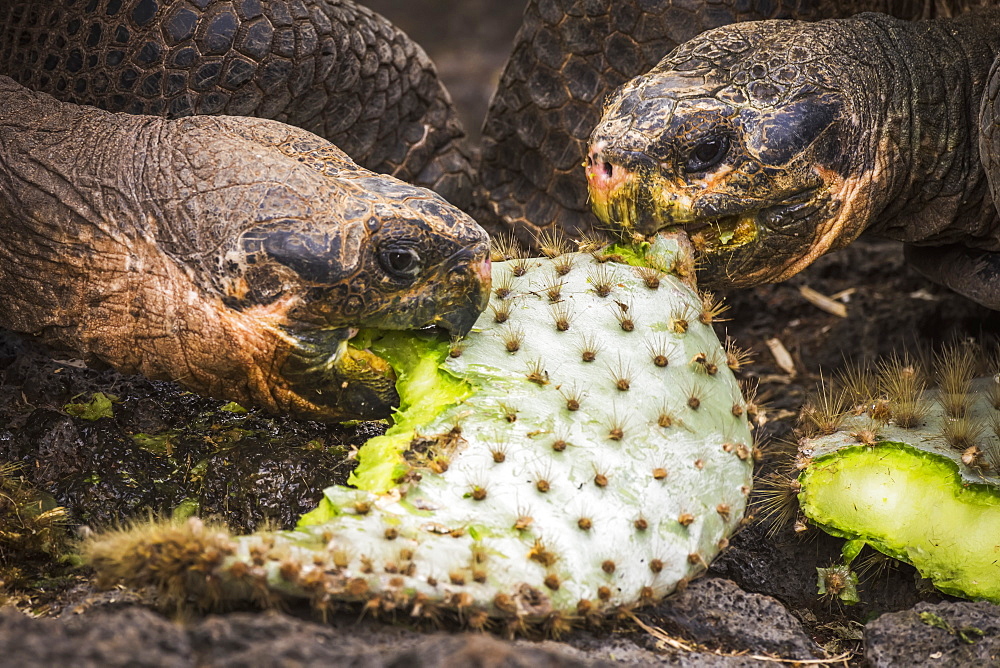 Two Galapagos Giant Tortoises (Geochelone) Biting Cactus Leaves, Galapagos Islands, Ecuador