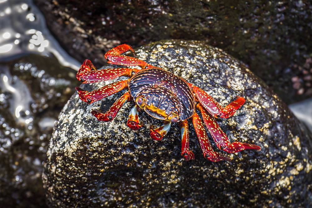 Sally Lightfoot Crab (Grapsus Grapsus) Perched On Wet Rock, Galapagos Islands, Ecuador