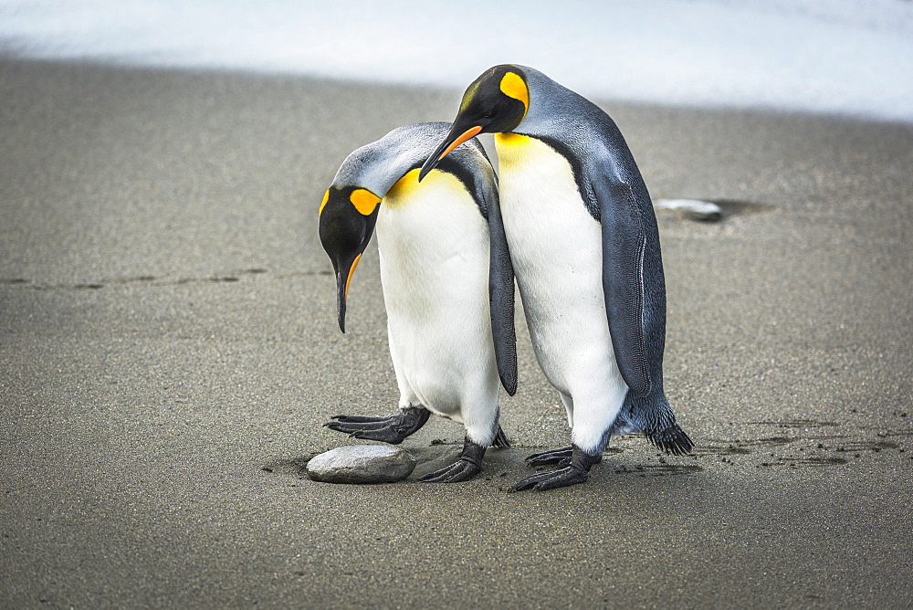 A King Penguin Looks Down And Wonders Whether To Step Over A Pebble On A Sandy Beach Or Stand On It, With Another Penguin Just Behind It, And They Both Have Black And Orange Heads, White Breasts With Orange Patches At The Throat, Grey Backs And Flippers A