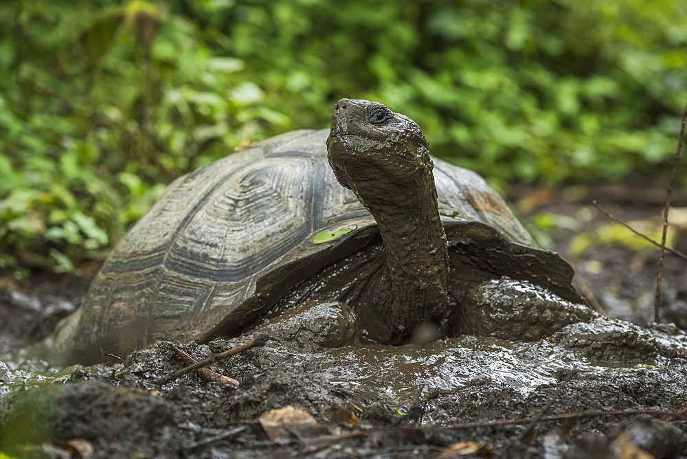 Galapagos Giant Tortoise (Geochelone Nigrita) In Muddy Forest Clearing, Galapagos Islands, Ecuador