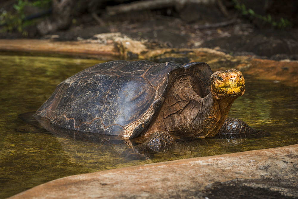 Galapagos Giant Tortoise (Geochelone Hoodensis) In Artificial Concrete Pool, Galapagos Islands, Ecuador