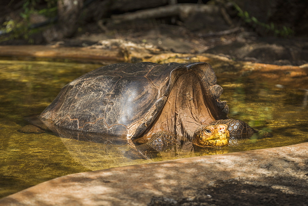 Galapagos Giant Tortoise (Geochelone Hoodensis) In Artificial Concrete Pool, Galapagos Islands, Ecuador