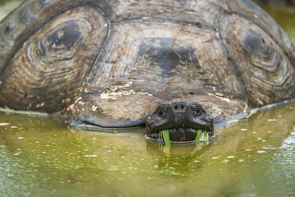 Galapagos Giant Tortoise (Geochelone Nigrita) Eating Grass In Pool, Galapagos Islands, Ecuador