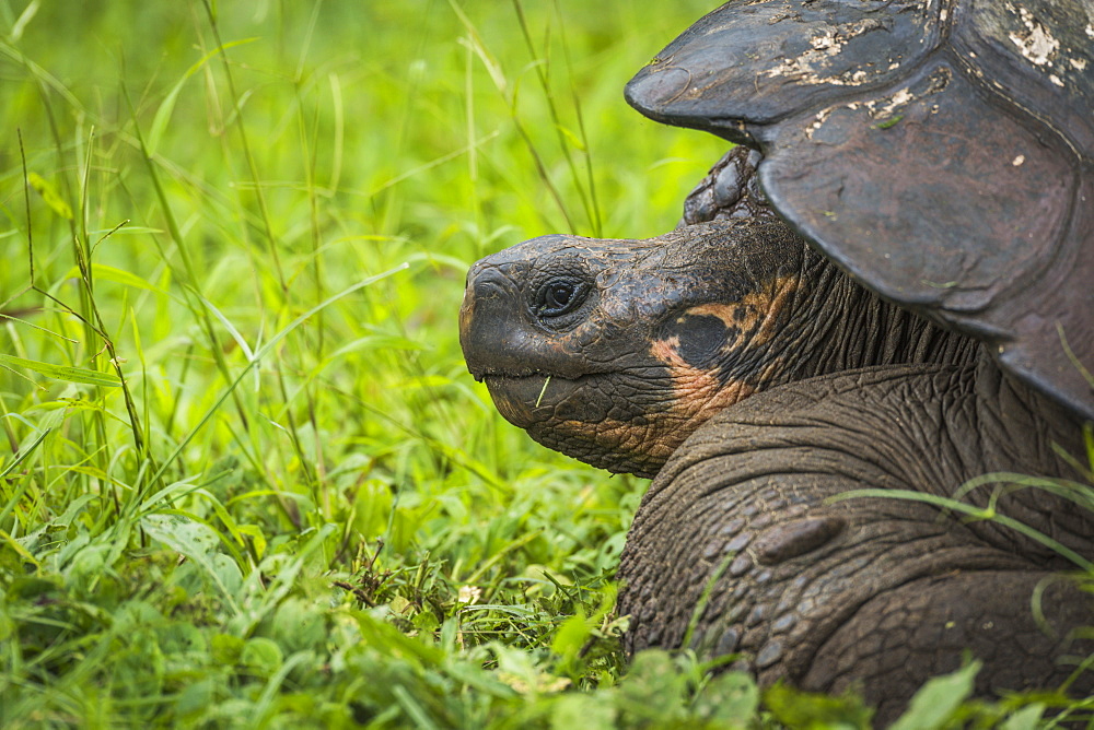 Front Of Galapagos Giant Tortoise (Geochelone Nigrita) In Profile, Galapagos Islands, Ecuador