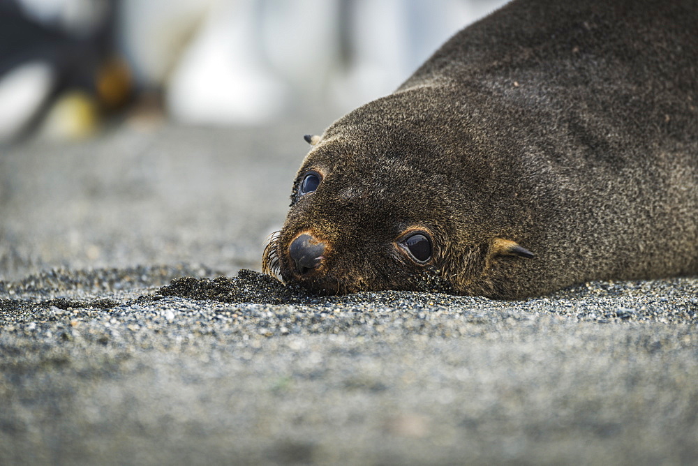 Close Up Of Antarctic Fur Seal (Arctocephalus Gazella) On Beach With King Penguins In The Background, Anarctica