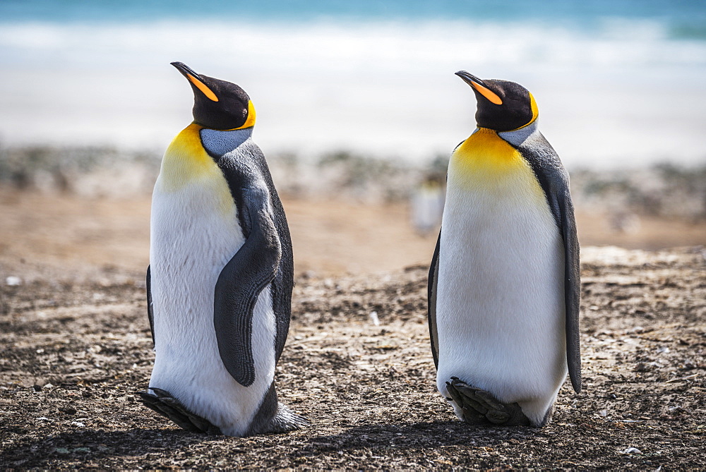 Two King Penguins (Aptenodytes Patagonicus) With Matching Beak Positions, Antarctica