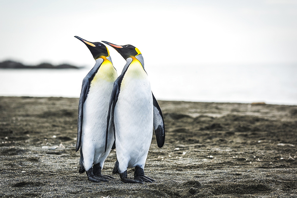 Two King Penguins (Aptenodytes Patagonicus) Mirroring Positions Of Beaks, Antarctica