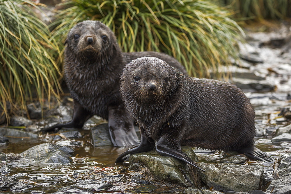 Two Antarctic Fur Seal Pups (Arctocephalus Gazella) In Stream, Antarctica