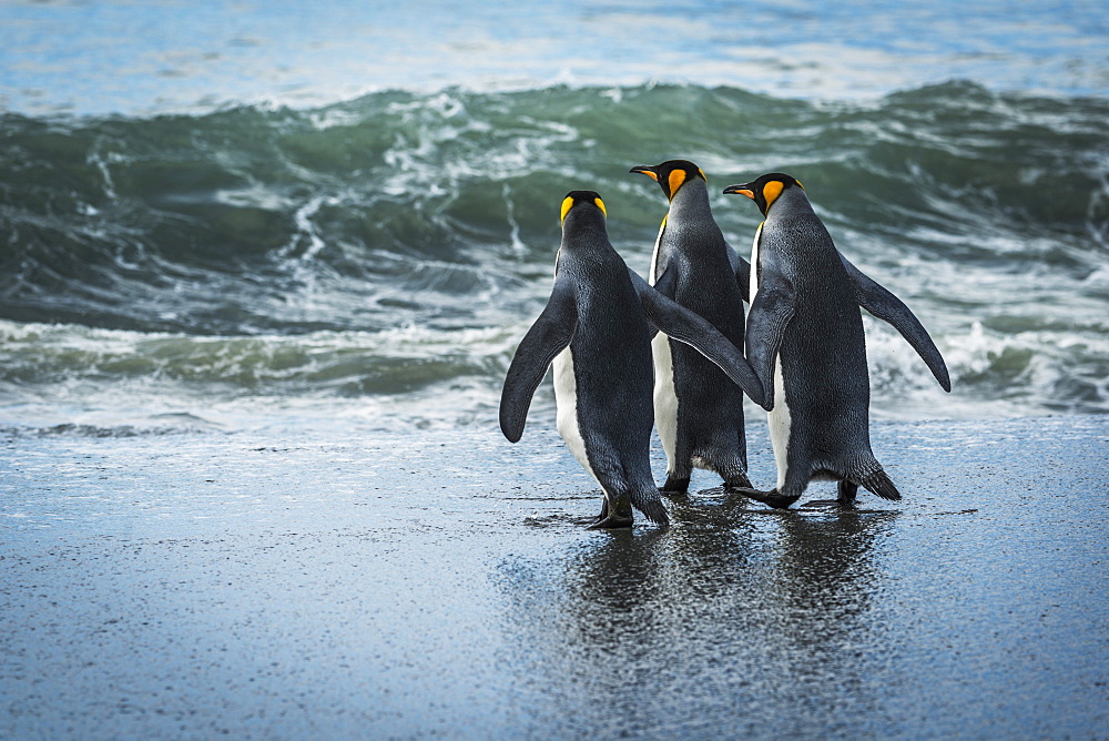 Three King Penguins (Aptenodytes Patagonicus) Walking On Sandy Beach, Antarctica