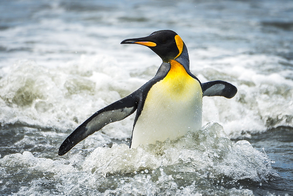 King Penguin (Aptenodytes Patagonicus) Wading Through Surf Towards Beach, Antarctica